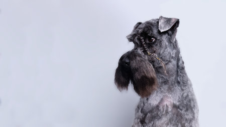 Portrait of Kerry blue terrier on a white background. Isolated. The dog has a pigtail made of eyebrow hair on his headの写真素材