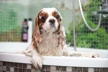 Funny and cute Cavalier King Charles Spaniel is standing in the bathroom all in foam. Concept of animal careの写真素材