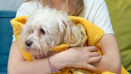 A wet Maltese dog wrapped in a yellow towel in the arms of a girl. Wet dog headの写真素材