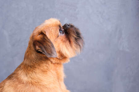trimming griffon bruxellois isolated over gray backgroundの写真素材