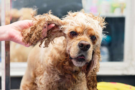 a womans hand holds a dog by the ear of an American Cocker spaniel in the grooming room before grooming proceduresの写真素材