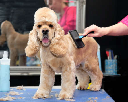 dog care. a girl takes care of an American cocker spaniel on a grooming tableの写真素材