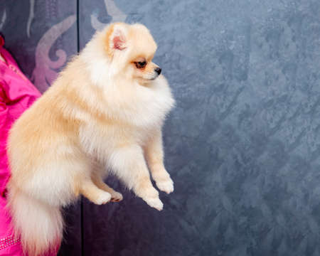 funny fluffy Pomeranian sits on hands at the mistressの写真素材