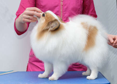 Professional care of a dog in a specialized salon. The groomer fixes the dog by the muzzleの写真素材