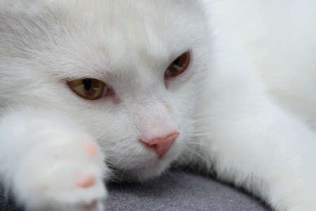 Close-up of a beautiful white cat lying on the floorの写真素材