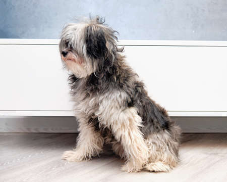 a long-haired overgrown Chinese crested before a haircut in an animal salon.の写真素材