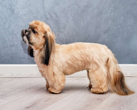 purebred shih tzu in front of a gray background looks up after groomingの写真素材