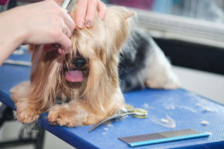 Professional cares for a dog in a specialized salon. Groomers holding tools at the hands.の写真素材