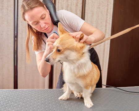A female groomer with a hair dryer around her neck dries the hair of a corgi dog by combing the dogs hairの写真素材