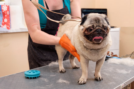 a womans hand combs a dog with a rubber glove on a grooming tableの写真素材