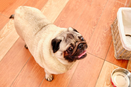 the pug stands on the floor and looks upの写真素材