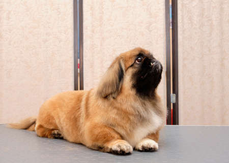 Pekingese lies on the table with a new haircut in the animal salon.