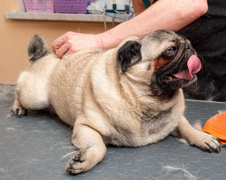 a girl combs the hair of a pug dog on a grooming table.の写真素材
