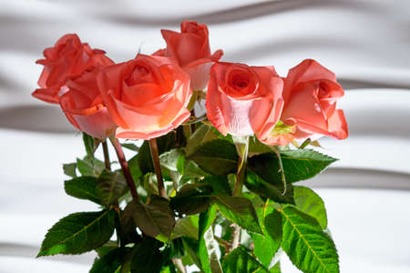 Bouquet of red roses with beautiful lighting on a white wavy background