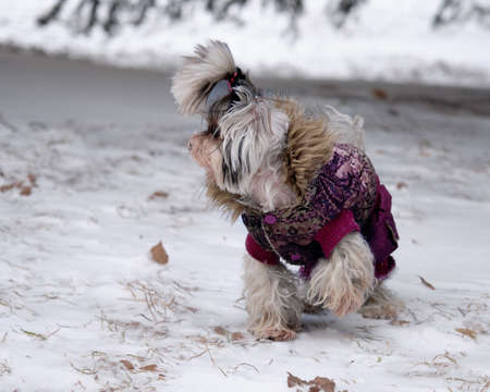 beaver Yorkshire Terrier on the snow in clothes with a frozen paw raisedの写真素材