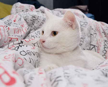the white cat lies on the bed and looks awayの写真素材