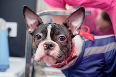 Boston Terrier in the office of a specialist before the start of care proceduresの写真素材