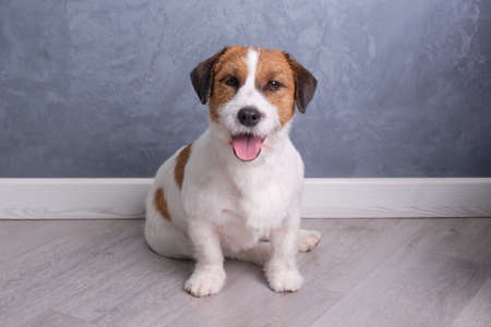 Jack Russell sits on the floor with his tongue hanging out.の写真素材