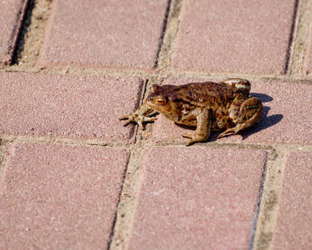 Common frog Rana temporaria, sitting on paving slabs.