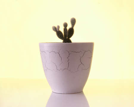 Cactus plant in a pot isolated on a yellow background.の写真素材