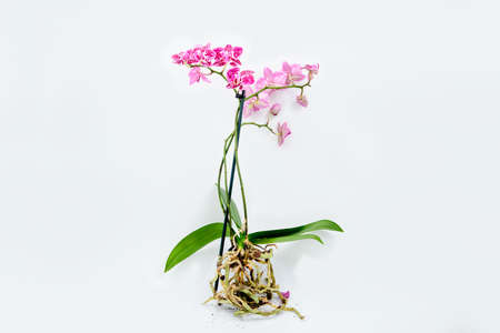 blooming orchid with roots isolated on white background.