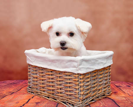 Maltese puppy in a wicker basket on a beautiful vintage background.の写真素材