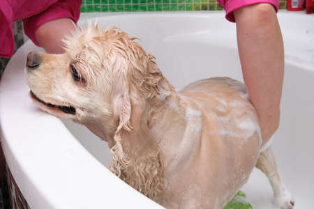 An American Cocker spaniel takes a shower at home. A woman washes a dog with shampoo.の写真素材