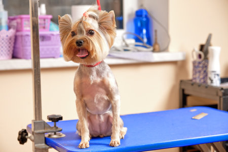 Yorkshire terrier sits in the grooming salon on the table after the procedures.の写真素材