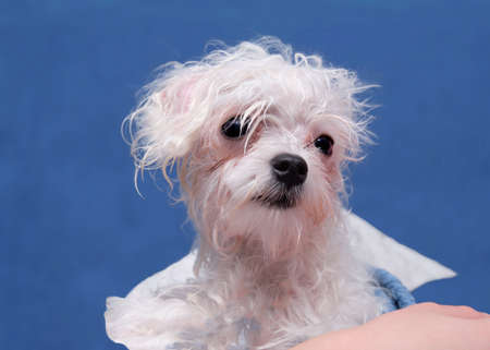 Maltese bologna puppy portrait closeup on blue background.の写真素材