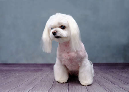 Maltese lapdog with a beautiful hairstyle on a gray background.
