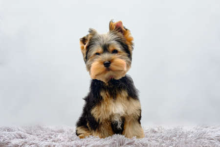 A Yorkshire terrier puppy sits on a shaggy rug.の写真素材
