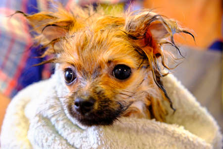 a small red-haired Pomeranian dog in a towel after a shower.の写真素材