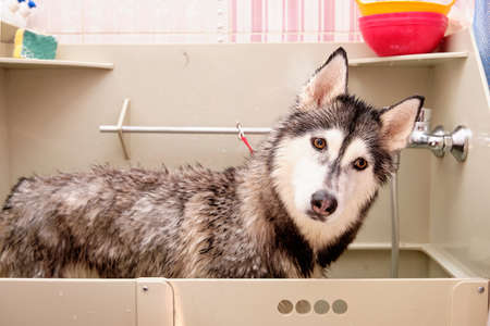 siberian husky stands in the grooming bathroom waiting for a bathの写真素材