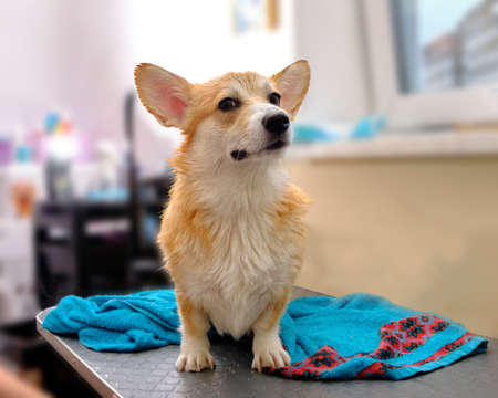 Corgi dog on the table next to a wet towel after bathingの写真素材