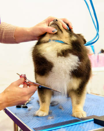 Shearing of a pomeranian's hair with scissors. The concept of popularization of dog grooming.の写真素材