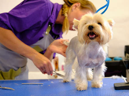 Funny Yorkshire Terrier breed dog for a haircut in a dog salonの写真素材