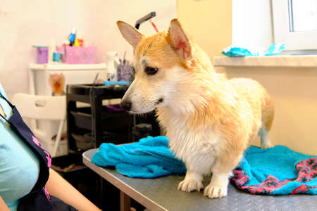 A Welsh corgi stands next to a towel on the table in the pet salonの写真素材