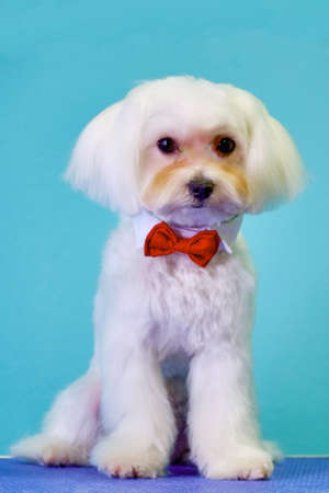 Maltese lapdog with a red butterfly on its neck sits on a turquoise background.の写真素材