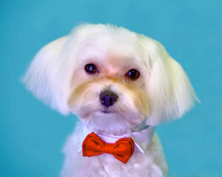 Maltese lapdog portrait close-up on a light background.の写真素材