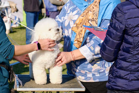 A Bichon-Frise dog at the Breed conformation Championship during an inspection by specialists