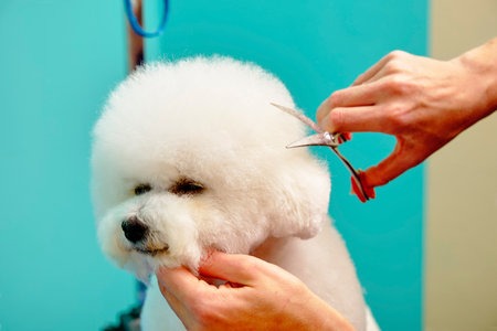 Bichon Frise while cutting the head with scissorsの写真素材