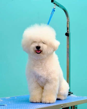 The bichon frise is tied with a ring on the grooming tableの写真素材