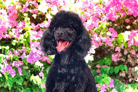 Funny black poodle on a background of blooming flowersの写真素材