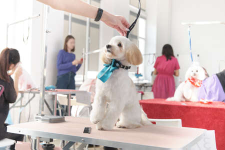 Maltese Bolonka in the beauty salon for animals.の写真素材