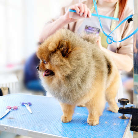 Grumer Woman Combs Pomeranian Spitz in Beauty Salon for Animals.の写真素材
