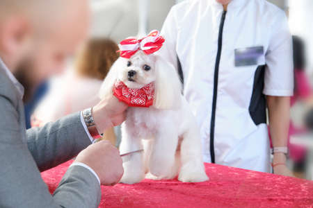 A man combes the paw of the Maltese balconies on the table.の写真素材