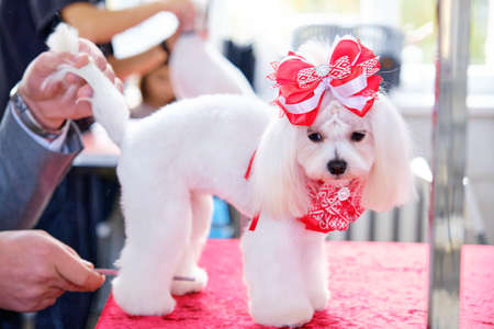 A man puts the wool of Maltese Bologna with a bow on the head.の写真素材