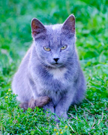 Beautiful gray cat with beautiful eyes sits in green grass.の写真素材