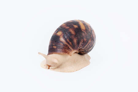 Giant African land snail isolated on white background on white.