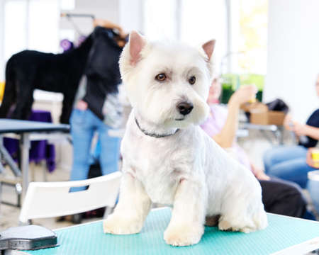 The perfect haircut of a West Highland White Terrier dog in an animal beauty salon according to the...